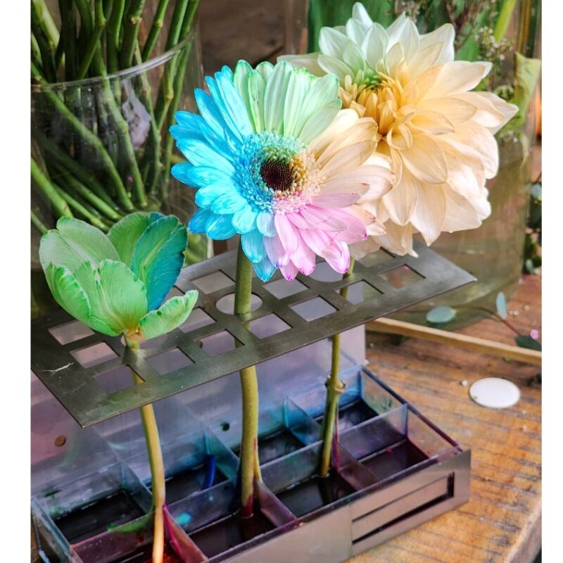 khay nhuộm nhỏ 8 ô